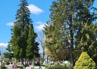 Gravestones and trees in Balcom Cemetery, Ionia Michigan