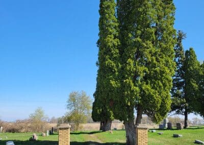 evergreen trees in cemetery