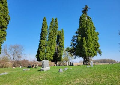 large evergreen trees in cemetery